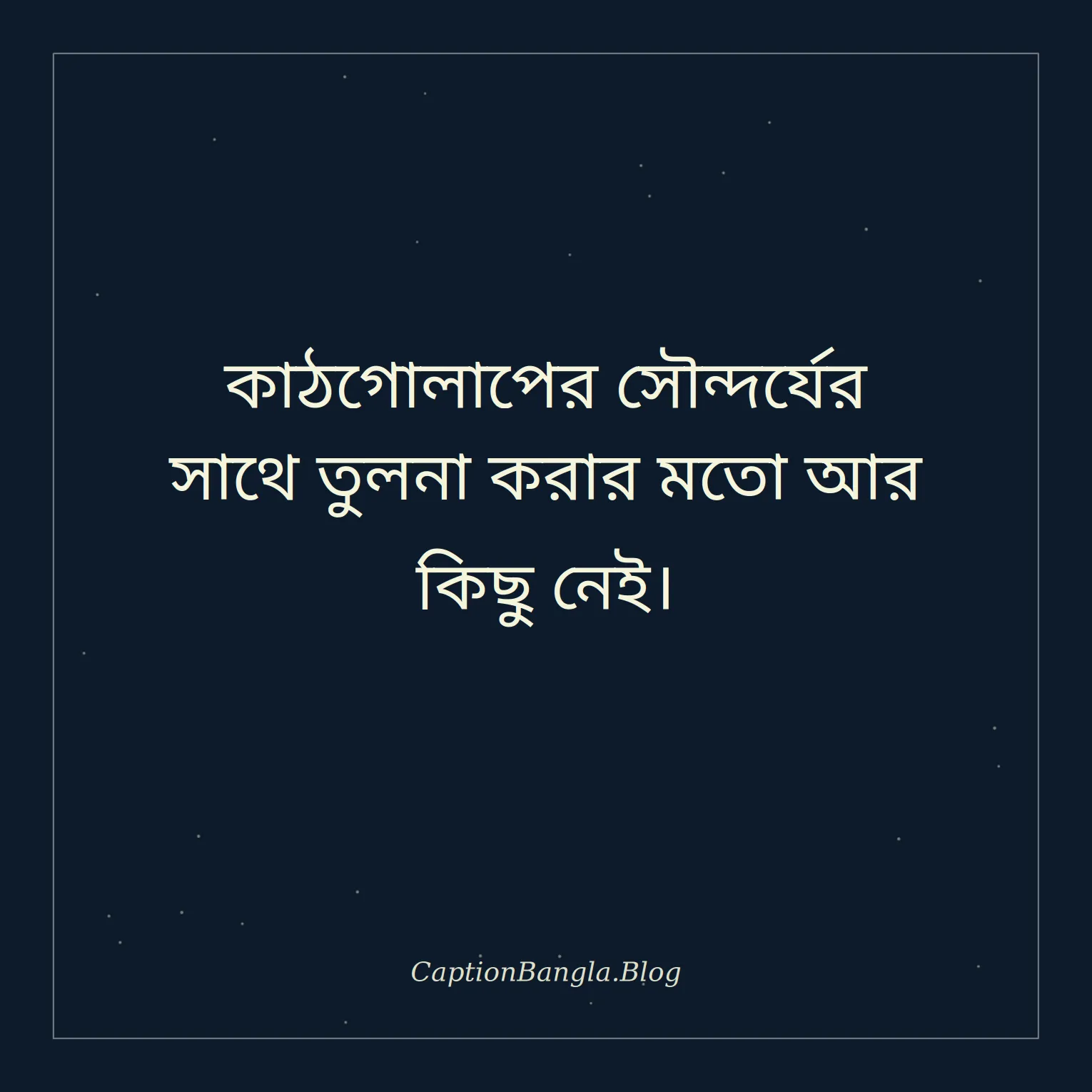 কাঠগোলাপ ফুল নিয়ে স্ট্যাটাস
